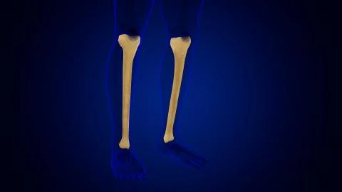 Human skeleton anatomy Tibia Bone 3D Rendering Stock Illustration