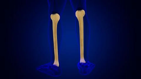 Human skeleton anatomy Tibia Bone 3D Rendering Stockillustratie