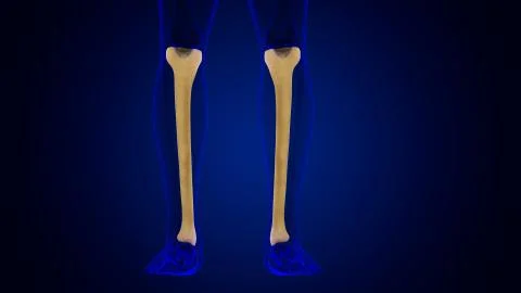 Human skeleton anatomy Tibia Bone 3D Rendering Stock Illustration