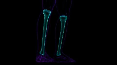 Human skeleton anatomy Tibia Bone 3D Rendering 库存插图