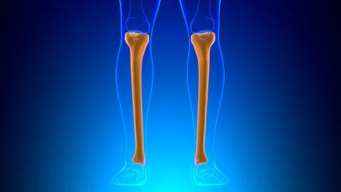 Human skeleton anatomy Tibia Bone 3D Rendering 스톡 일러스트