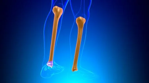 Human skeleton anatomy Tibia Bone 3D Rendering 스톡 일러스트