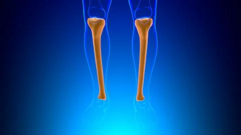 Human skeleton anatomy Tibia Bone 3D Rendering 库存插图