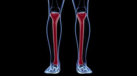 Human skeleton anatomy Tibia Bone 3D Rendering 库存插图