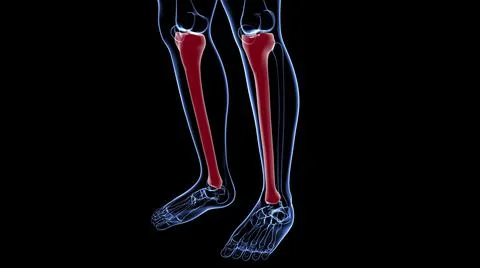 Human skeleton anatomy Tibia Bone 3D Rendering Illustrazione stock