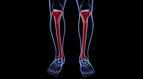 Human skeleton anatomy Tibia Bone 3D Rendering Stock Illustration