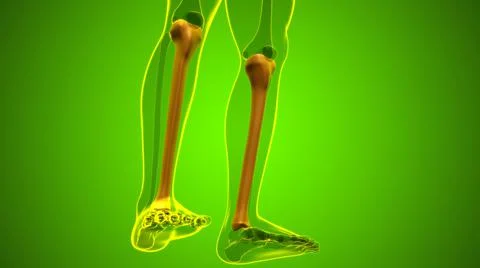 Human skeleton anatomy Tibia Bone 3D Rendering Ilustración de archivo
