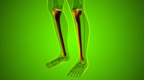 Human skeleton anatomy Tibia Bone 3D Rendering Stock Illustration