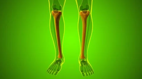 Human skeleton anatomy Tibia Bone 3D Rendering Stockillustratie