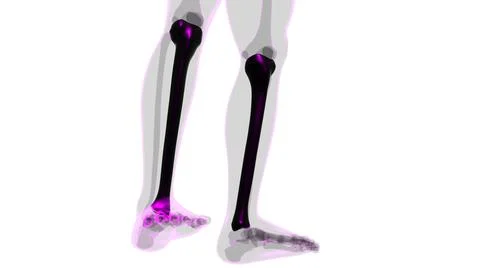 Human skeleton anatomy Tibia Bone 3D Rendering Stock Illustration