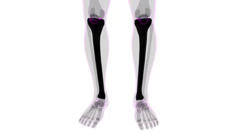 Human skeleton anatomy Tibia Bone 3D Rendering Ilustración de archivo