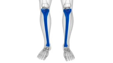 Human skeleton anatomy Tibia Bone 3D Rendering Ilustración de archivo
