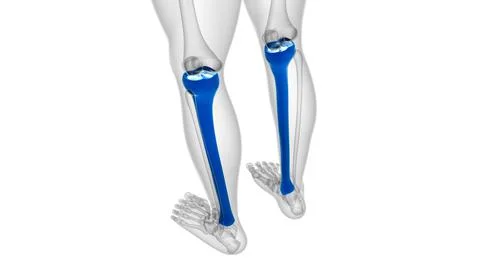 Human skeleton anatomy Tibia Bone 3D Rendering 库存插图