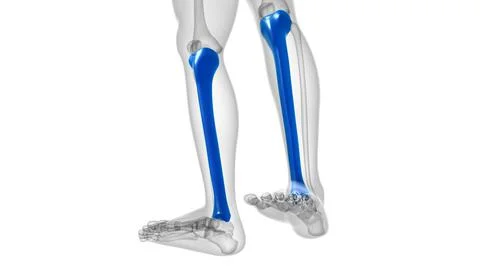 Human skeleton anatomy Tibia Bone 3D Rendering Ilustración de archivo