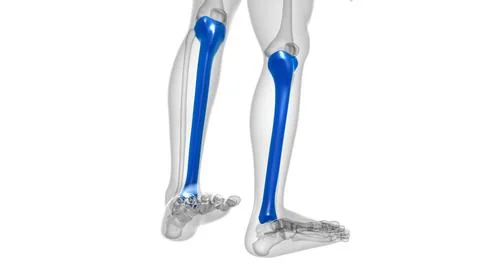 Human skeleton anatomy Tibia Bone 3D Rendering Stock-Illustration