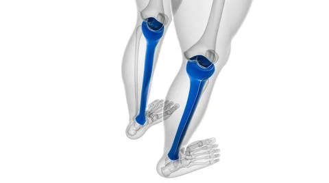 Human skeleton anatomy Tibia Bone 3D Rendering Ilustración de archivo