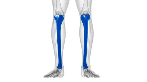 Human skeleton anatomy Tibia Bone 3D Rendering Ilustración de archivo