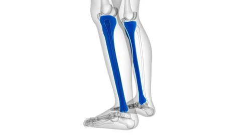 Human skeleton anatomy Tibia Bone 3D Rendering Ilustración de archivo