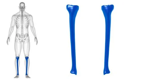 Human skeleton anatomy Tibia Bone 3D Rendering Stock Illustration