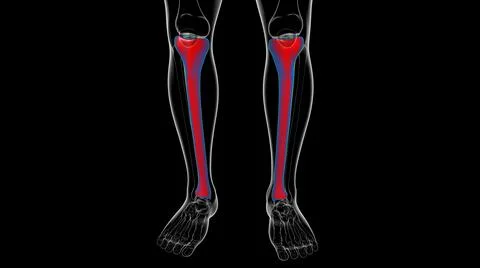 Human skeleton anatomy Tibia Bone 3D Rendering Ilustración de archivo