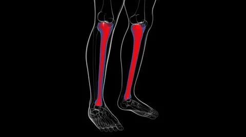 Human skeleton anatomy Tibia Bone 3D Rendering Ilustración de archivo