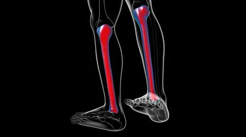 Human skeleton anatomy Tibia Bone 3D Rendering Ilustración de archivo
