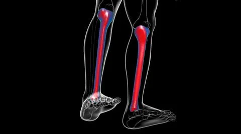 Human skeleton anatomy Tibia Bone 3D Rendering 库存插图