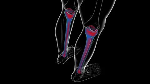 Human skeleton anatomy Tibia Bone 3D Rendering Stockillustratie
