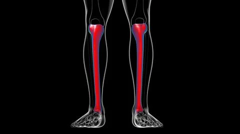 Human skeleton anatomy Tibia Bone 3D Rendering Ilustración de archivo