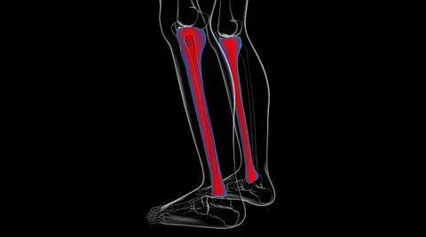 Human skeleton anatomy Tibia Bone 3D Rendering 库存插图
