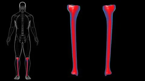 Human skeleton anatomy Tibia Bone 3D Rendering Stock-Illustration
