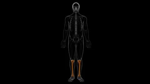 Human skeleton anatomy Tibia Bone 3D Rendering Stock-Illustration