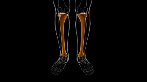 Human skeleton anatomy Tibia Bone 3D Rendering 库存插图