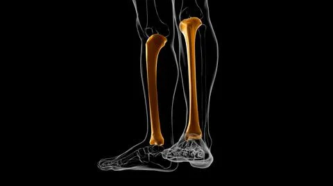 Human skeleton anatomy Tibia Bone 3D Rendering Ilustración de archivo