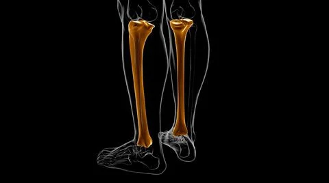 Human skeleton anatomy Tibia Bone 3D Rendering Stock Illustration