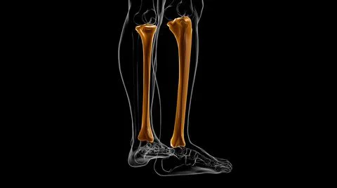 Human skeleton anatomy Tibia Bone 3D Rendering Ilustración de archivo