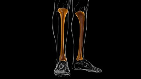 Human skeleton anatomy Tibia Bone 3D Rendering 스톡 일러스트