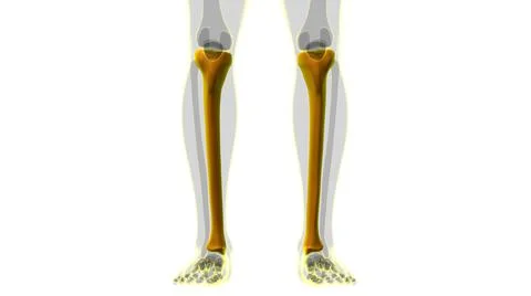 Human skeleton anatomy Tibia Bone 3D Rendering Stock-Illustration