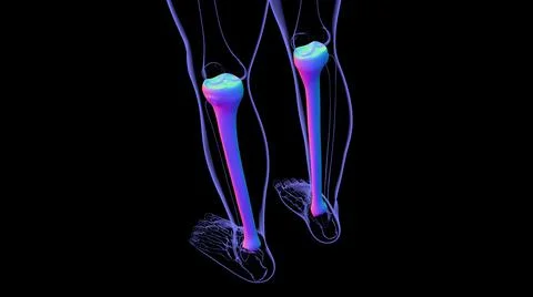 Human skeleton anatomy Tibia Bone 3D Rendering Ilustración de archivo