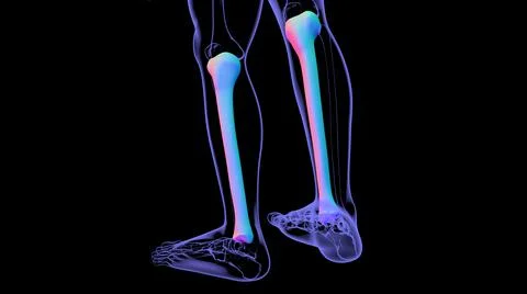 Human skeleton anatomy Tibia Bone 3D Rendering Stock Illustration