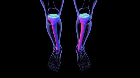 Human skeleton anatomy Tibia Bone 3D Rendering Stock-Illustration