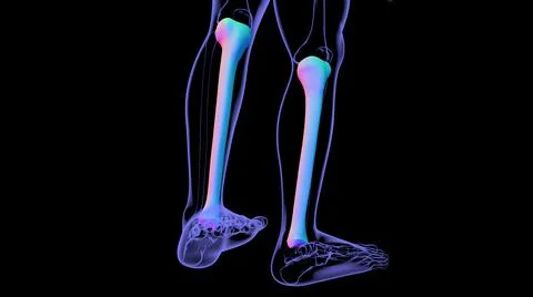 Human skeleton anatomy Tibia Bone 3D Rendering 库存插图