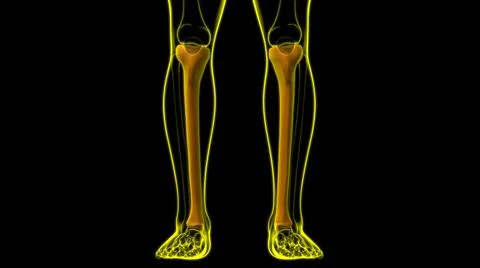Human skeleton anatomy Tibia Bone 3D Rendering Stock Illustration