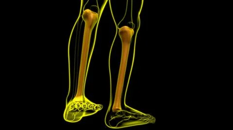 Human skeleton anatomy Tibia Bone 3D Rendering Stock-Illustration