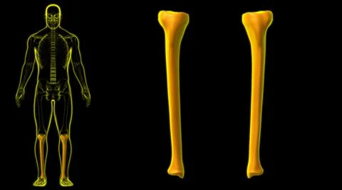 Human skeleton anatomy Tibia Bone 3D Rendering Stock Illustration
