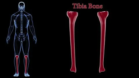Human skeleton anatomy Tibia Bone 3D Rendering Ilustración de archivo