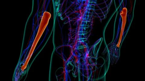 Human skeleton anatomy Ulna Bone 3D Rendering Stock-Illustration