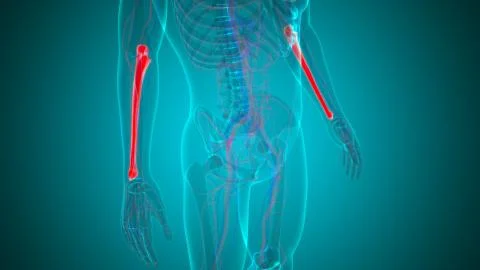 Human skeleton anatomy Ulna Bone 3D Rendering Stock Illustration