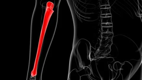 Human skeleton anatomy Ulna Bone 3D Rendering Stock Illustration