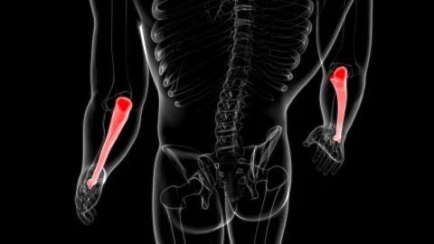 Human skeleton anatomy Ulna Bone 3D Rendering 库存插图